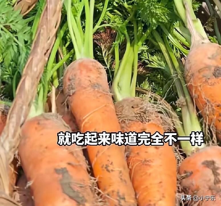 浙江宁波一女子每年花700元租地种菜，到了周末就带着孩子去打理菜地，孩子原本是过