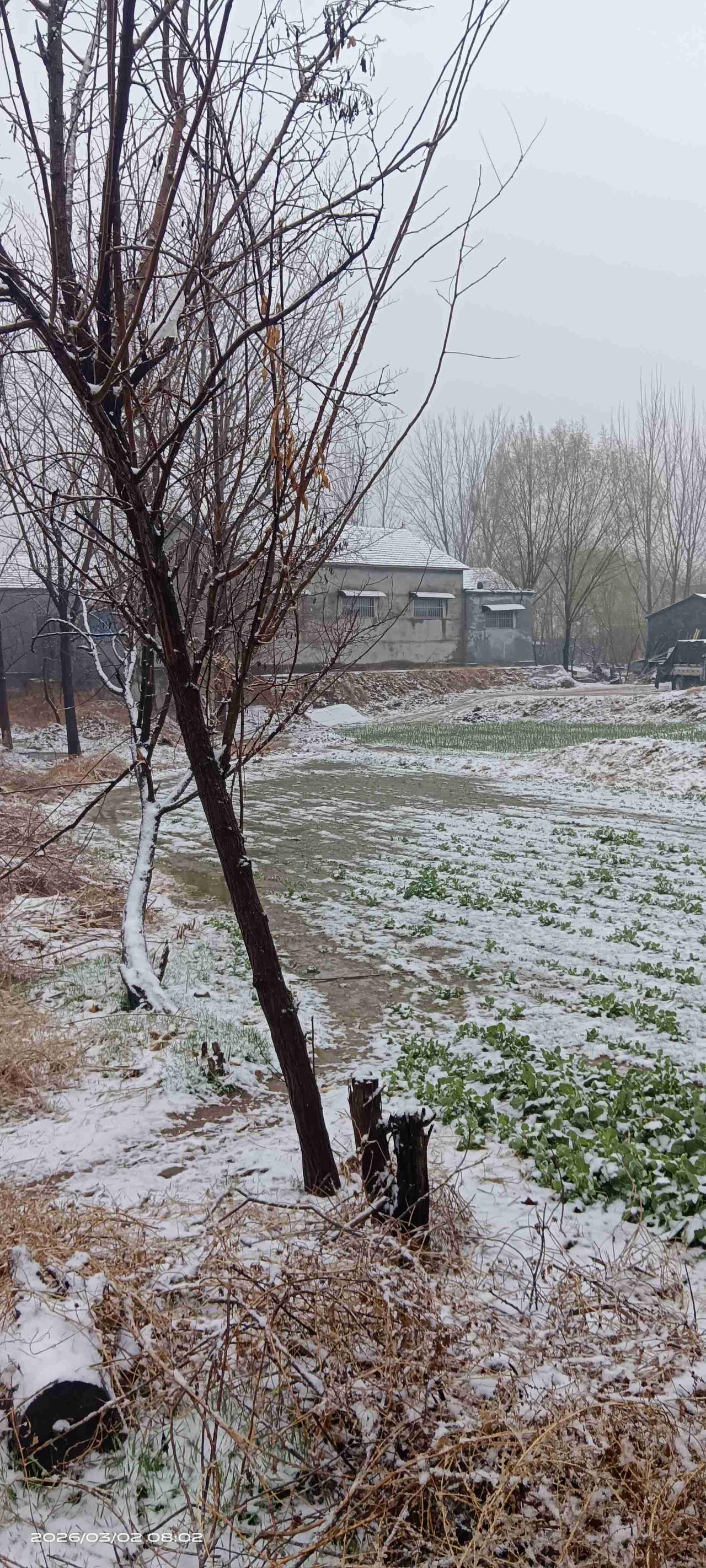 早上天不明的时候，下雨又改成了下雪。一冬天没见过的白雪，到了这时候才来，只是下得