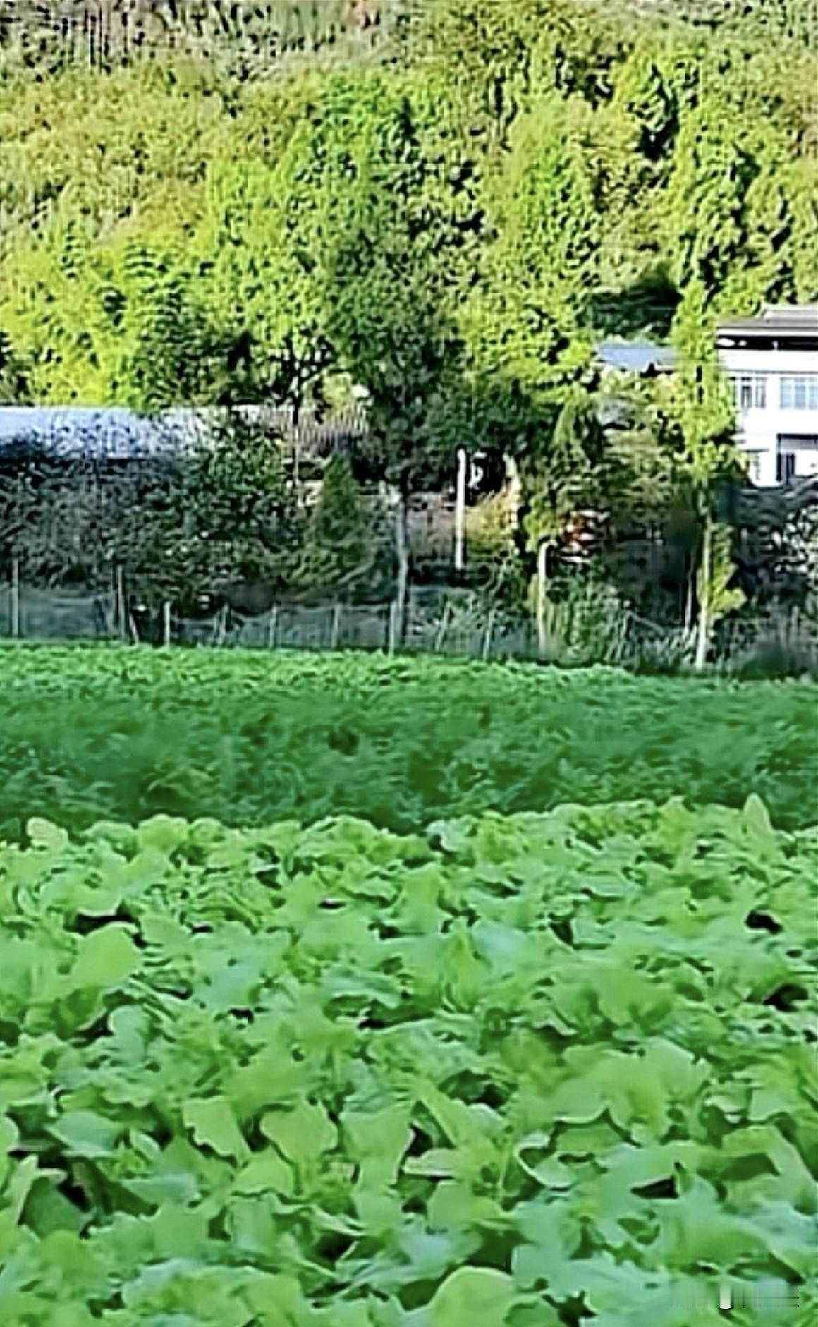 家人们，给你们分享我看到的乡村菜地满园美景。
走进那片菜地，满眼的翠绿扑面而来。
