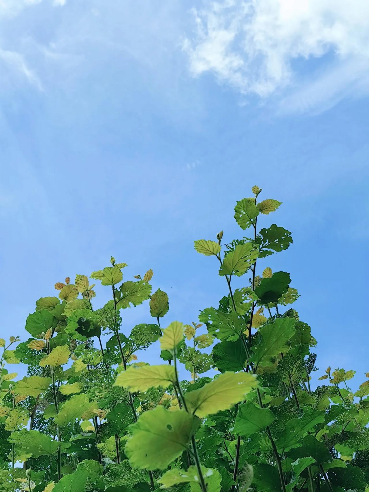 这种绿植绿叶叫榛，英格兰西南的田野生长很多。在蓝天白云的衬映下，非常干净！养眼！