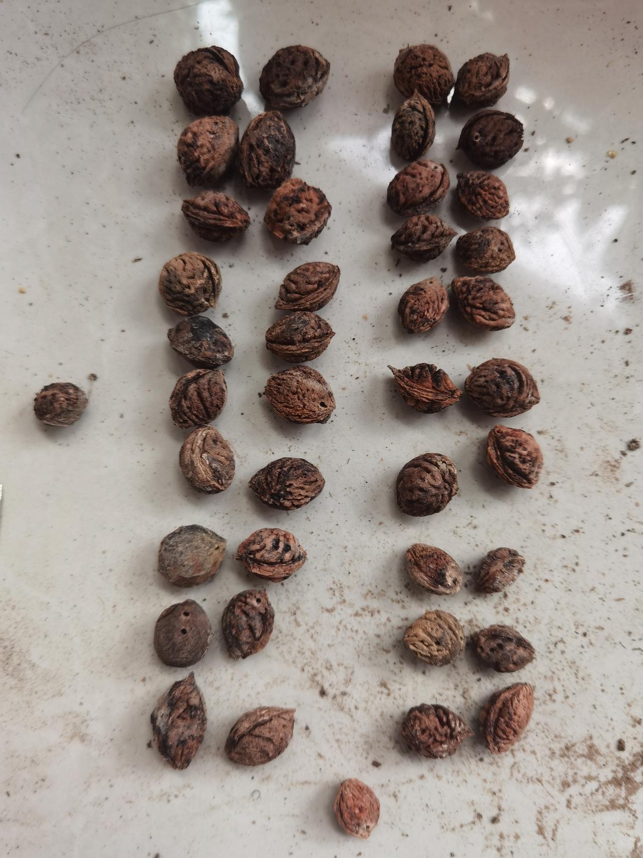 桃枭，号称辟邪神器朋友立春采摘的桃枭，托付给我清理加工 辟邪桃枭 先用剪刀剥掉外