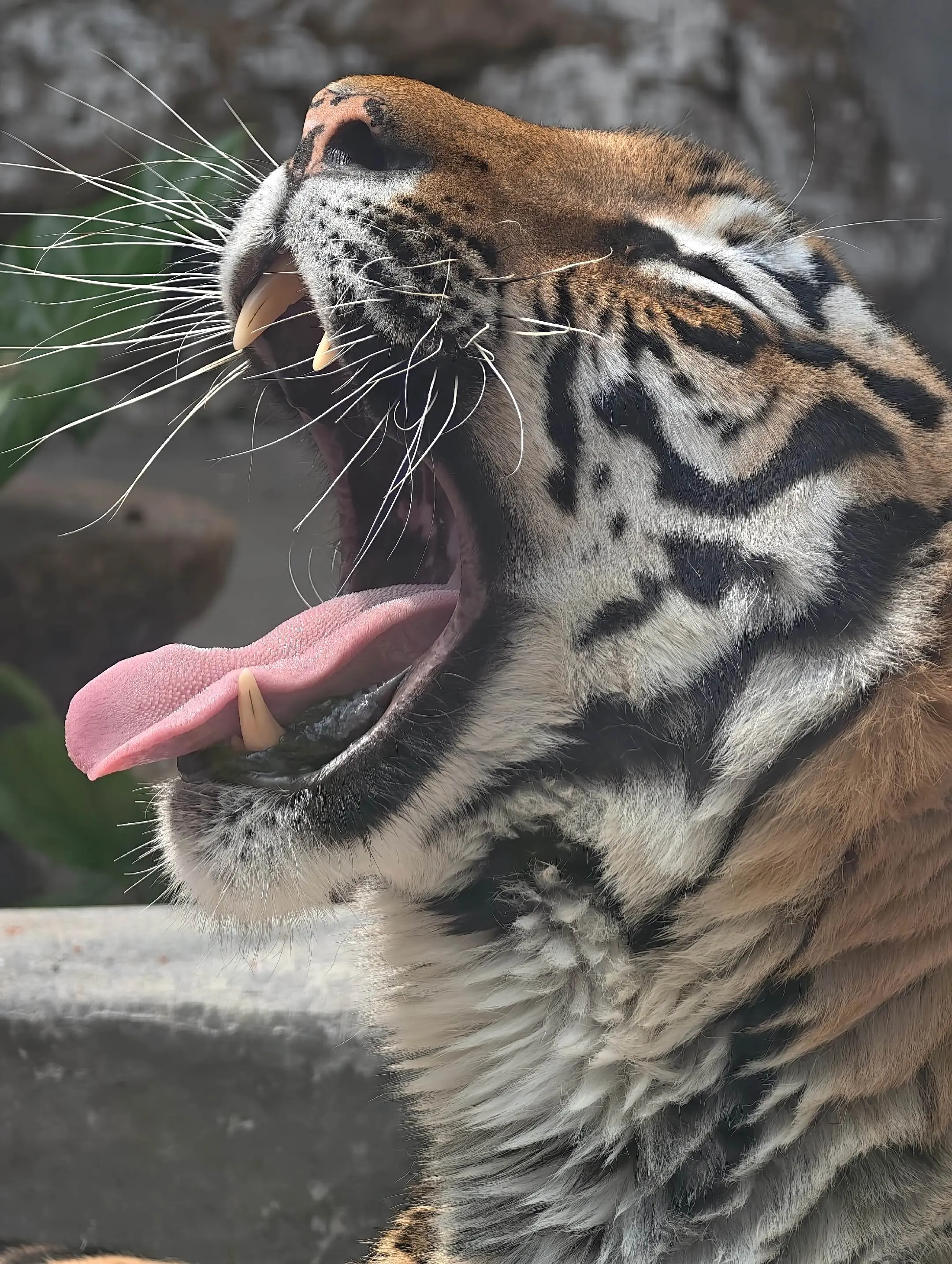 打哈欠的咪咪。（我同朋友讲，如果星一同老虎只抽，应该系老虎赢，如果雅一...