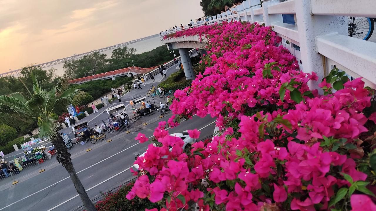 走路经过这样的天桥，看到好漂亮，随手拍下，这桥上的花养护得真好，开得好漂亮，深圳