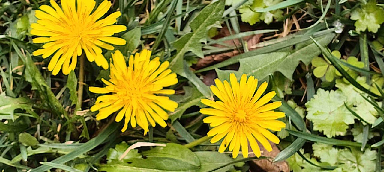 我的今日状态：😁轻松愉快，小小蒲公英笑得多开心啊！
我这里的天气：☀️晴天