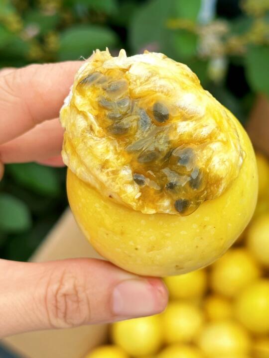 小孩抢着吃的蜂蜜包子，一口就满足一天维C！