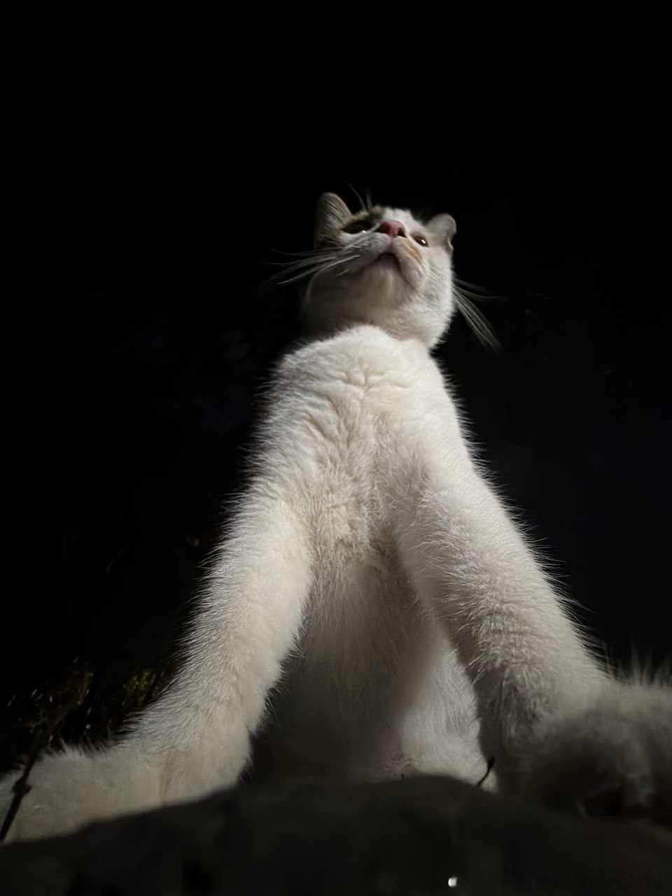49723【丑猫】你不要过来呀 