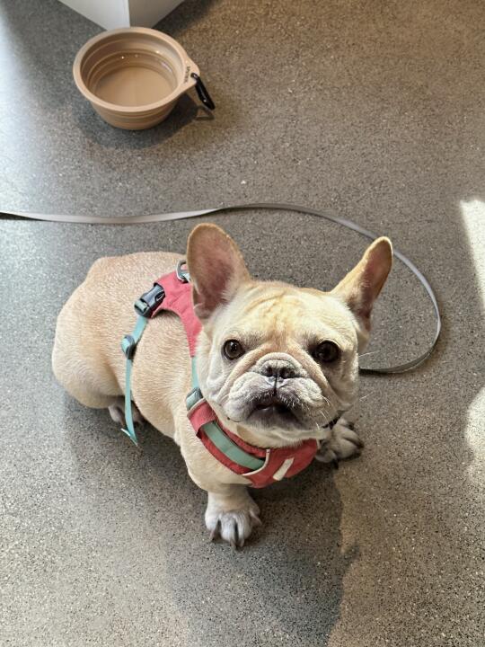 《惜命又八卦的海豹》