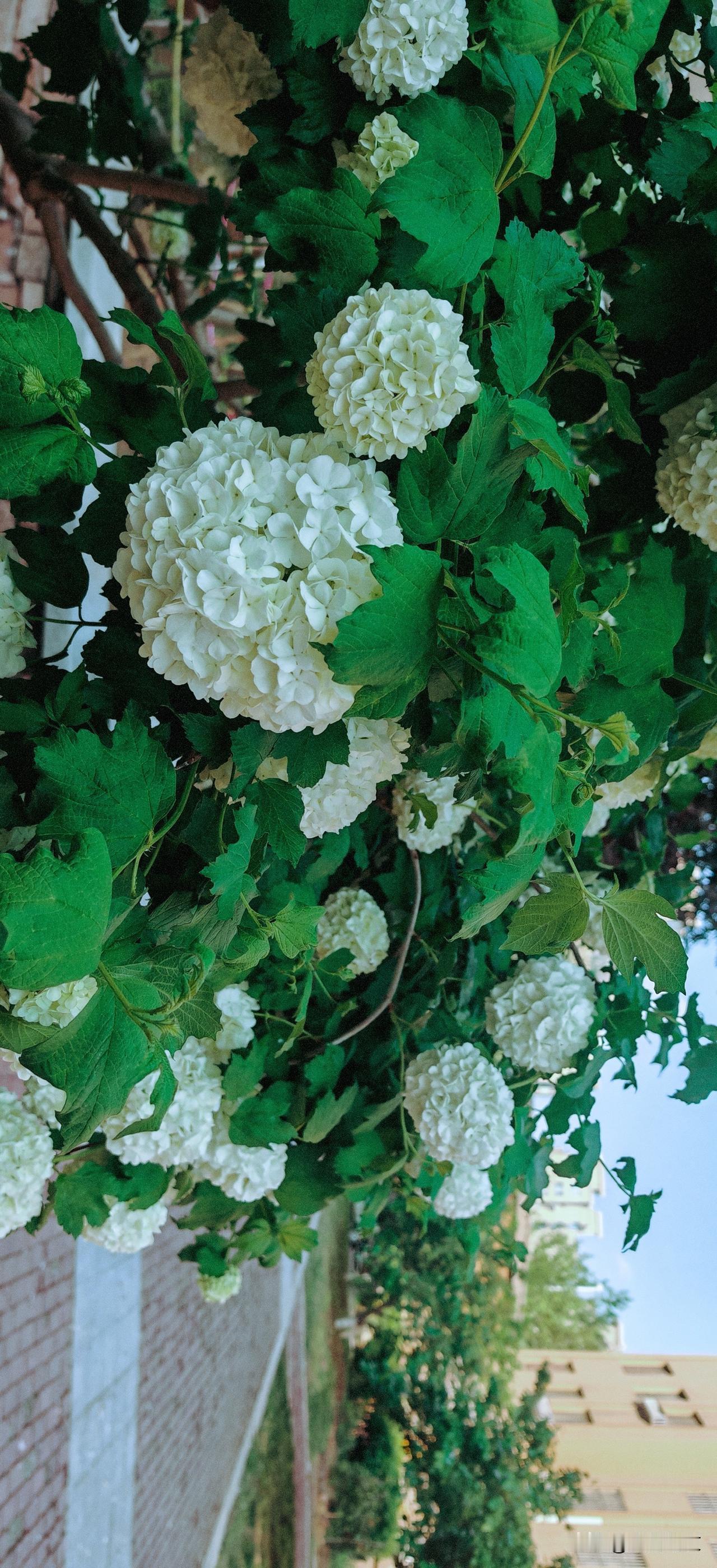 欧洲木绣球的每一朵白花，共同构成了一团和谐的绣球。这是一种内敛的、团圆的、属于初