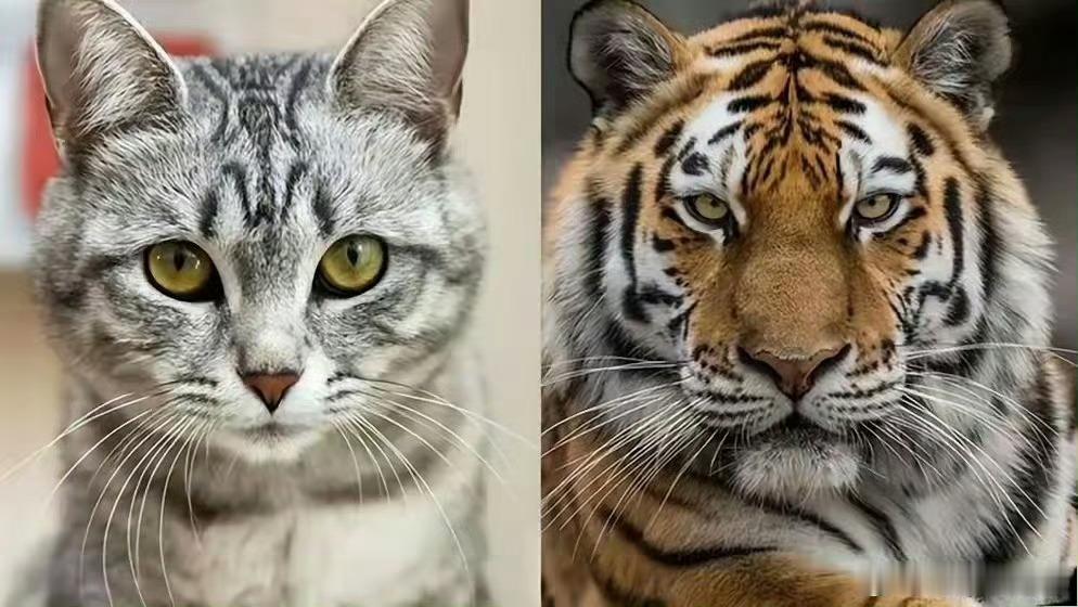 猫咪：看我长得像不像我二舅😾 