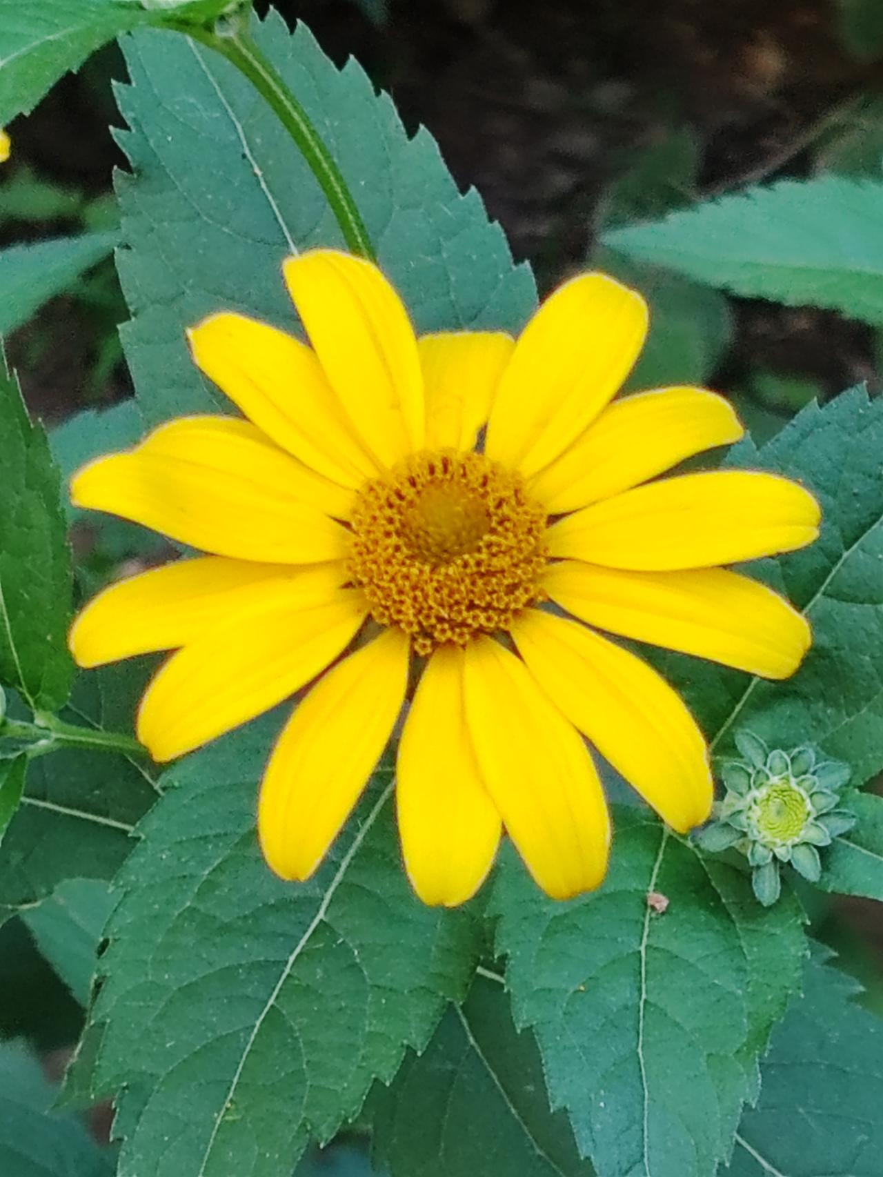相册里的花花草草《赛菊芋》芒种时节花闹荒，荷花初绽未芬芳。一畦菊芋繁花胜，招来蜜
