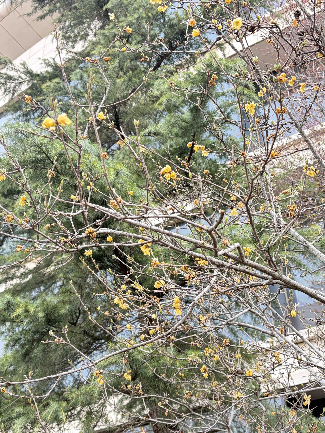 春风拂面，万物复苏，花开正好，绿意盎然，满眼温柔与生机，治愈所有不开心，愿日子如
