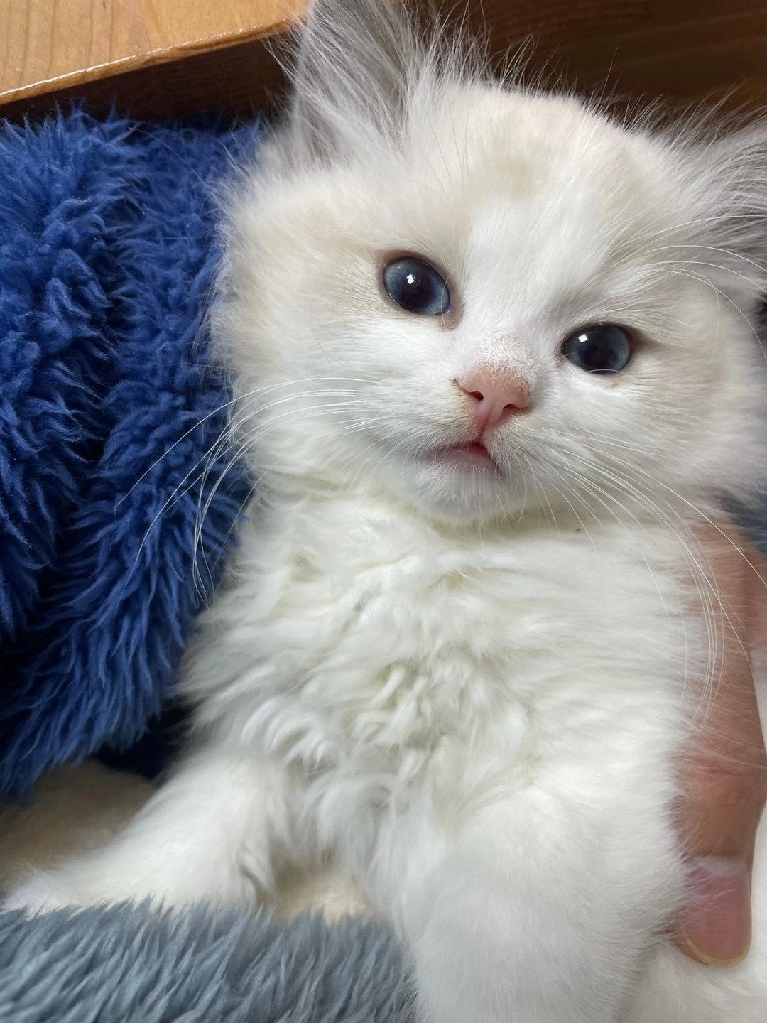 不管脚多脏，脸上永远写着“无辜”。能怎么办呢？当然是选择原谅它啊！