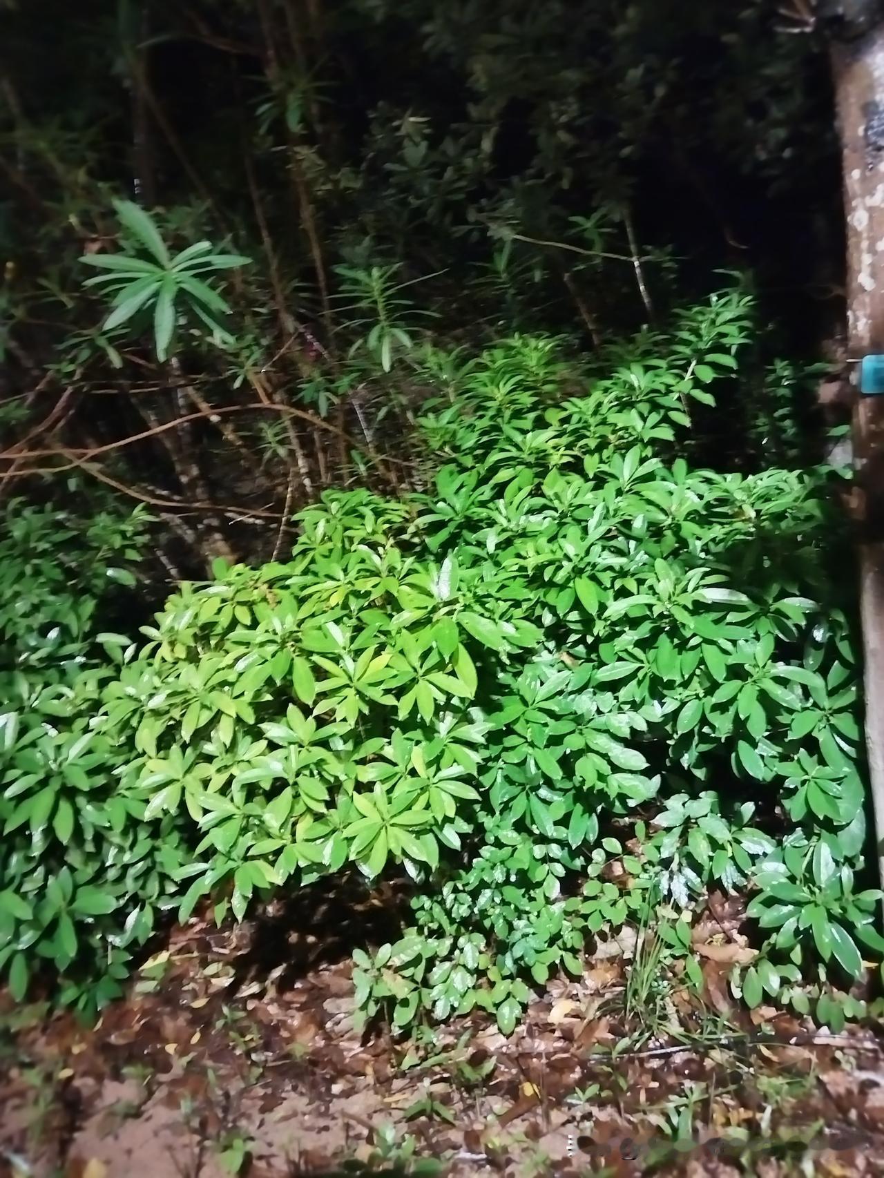 晒出相册里的花草树木夜景雨中的绿色生命，在风雨中坚韧顽强的生长着！