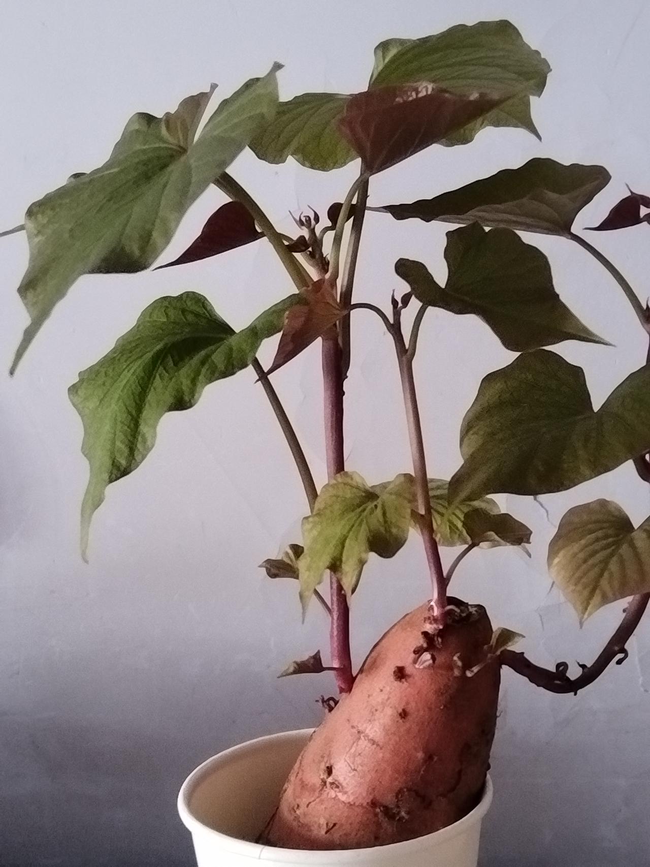 一个地瓜竟然创造了神奇的效果，生命力极其旺盛。