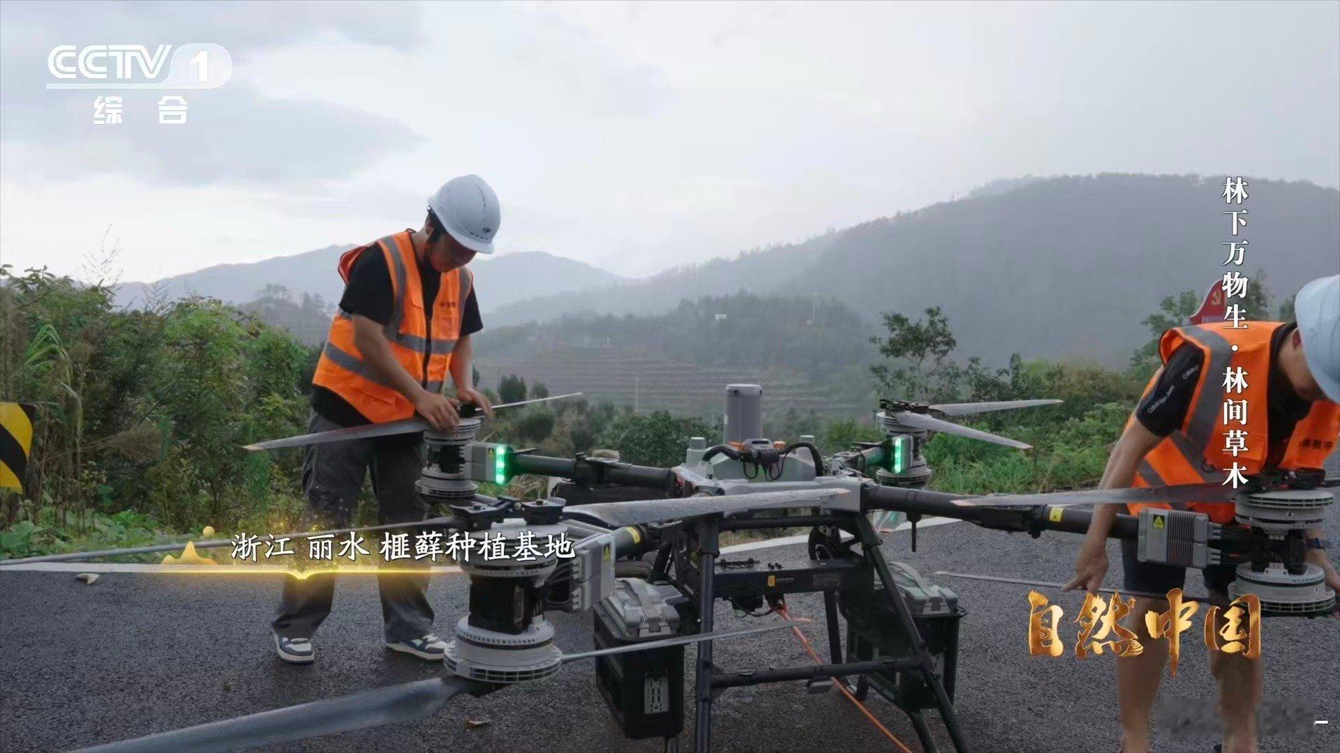 中国农村的科技含量越来越高一架架无人机在中国农村运货 当传统林下种植遇见现代无人