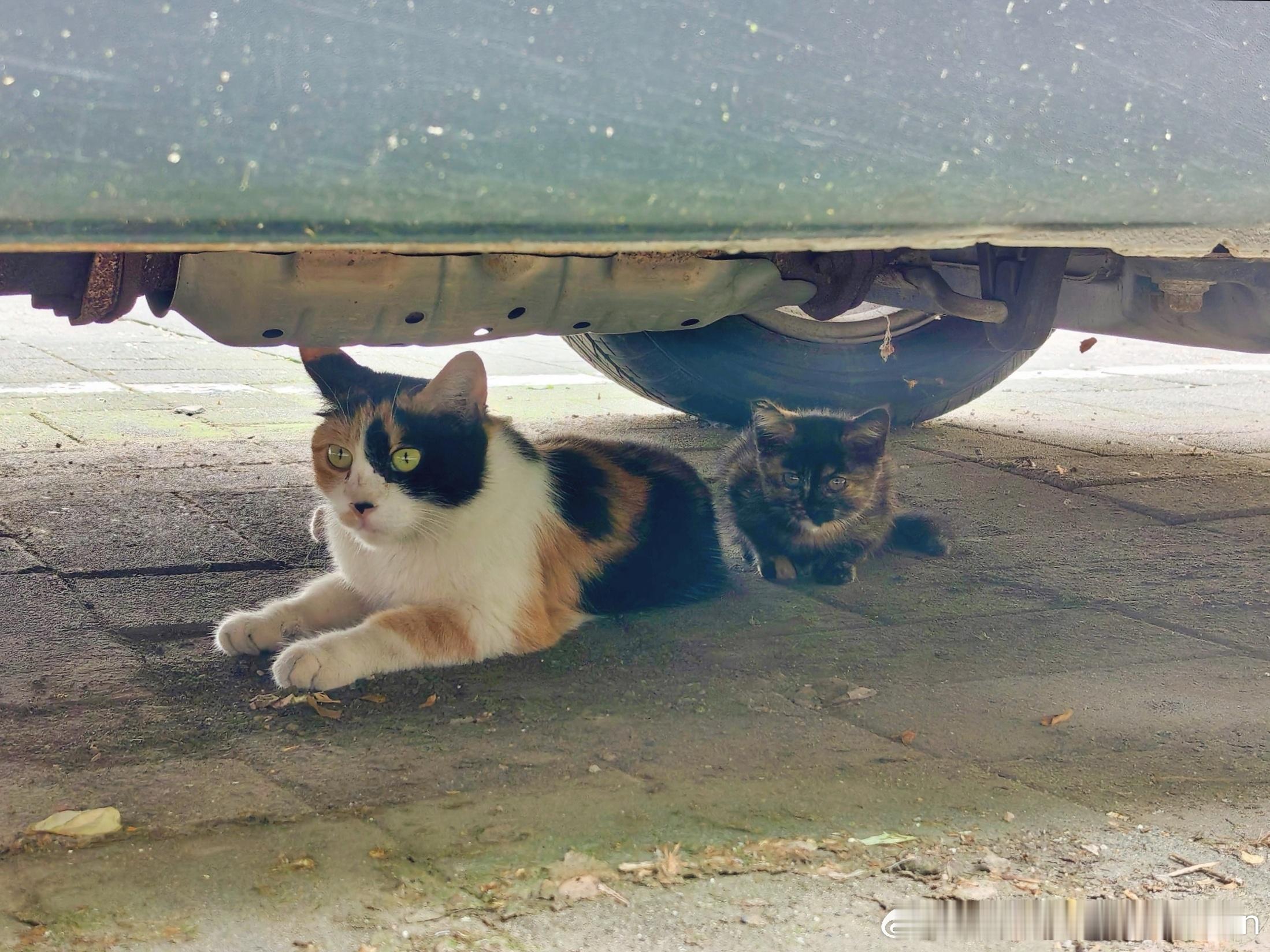 小三花一家 小三花是很好的猫妈妈，把小玳瑁养得挺不错