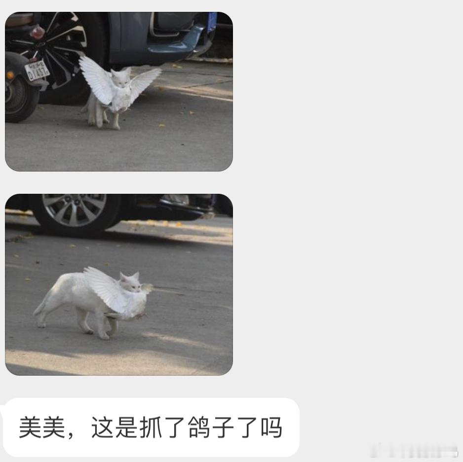 流浪猫抓到了一只小白鸽家猫不是野生动物，城市里的鸽子也并不属于野生动物，它俩之间