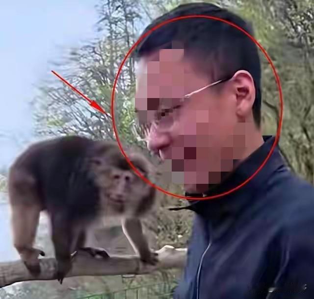 手欠的人见过很多
敢把国家二级保护的动物臧酋猴推下山
都这么欠的人真没见过
都说