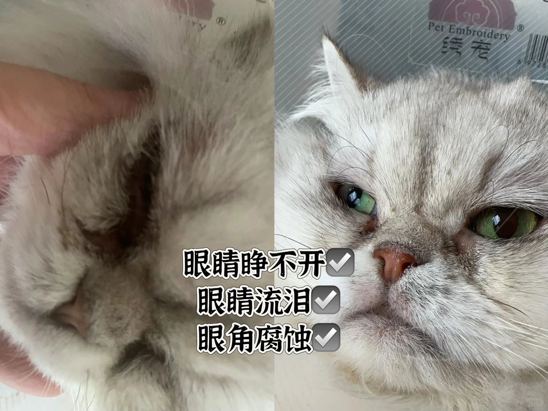 猫咪无法正常睁开眼｜眼角分泌物腐蚀｜