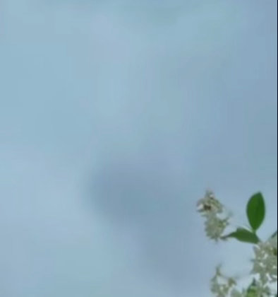 0000络石藤（万字茉莉）1. 栽培方式：园土+腐叶土+粗沙，普通疏松土即可；木