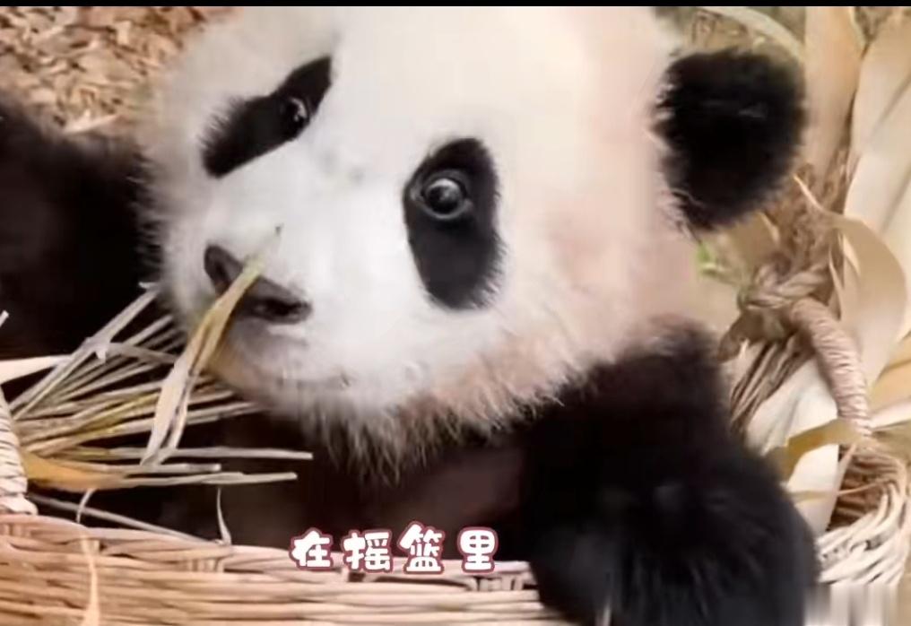 #福宝等比例长大了#[开学季]我们福宝永远都是那个200斤的宝宝!用无限可爱卖萌