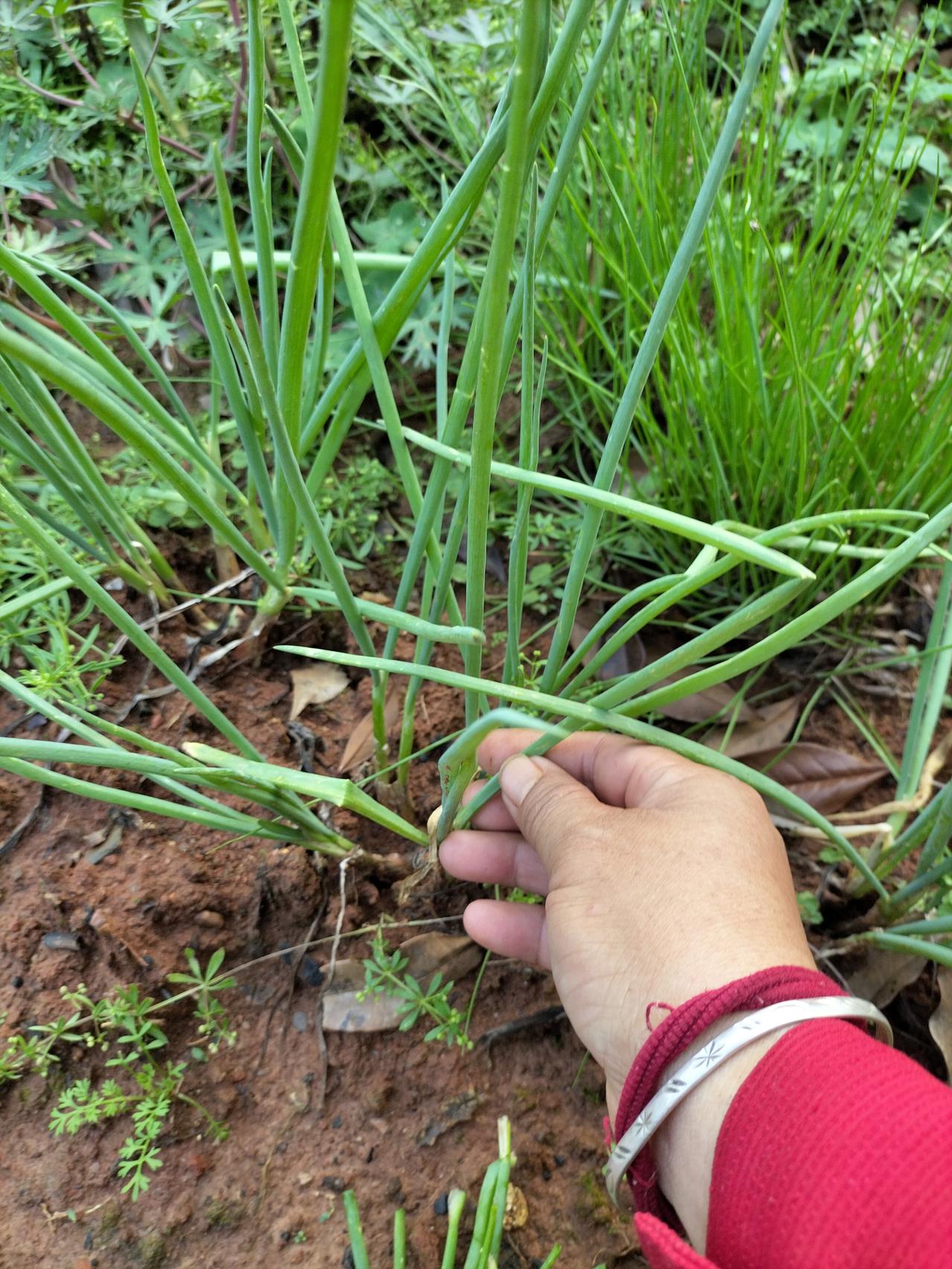 这是我家菜地里种的本地葱，很香，葱是最容易种活的，而且成本不高，种几根葱下去，然