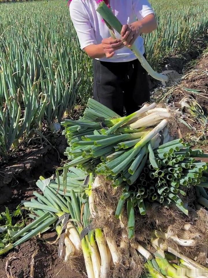 网警处罚编造大葱免费拿谣言者AI时代的谣言，跑起来象博尔特。对于分发算法来说，像