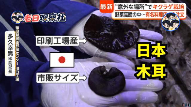 日本报纸印刷厂种木耳，还卖进高级酒店