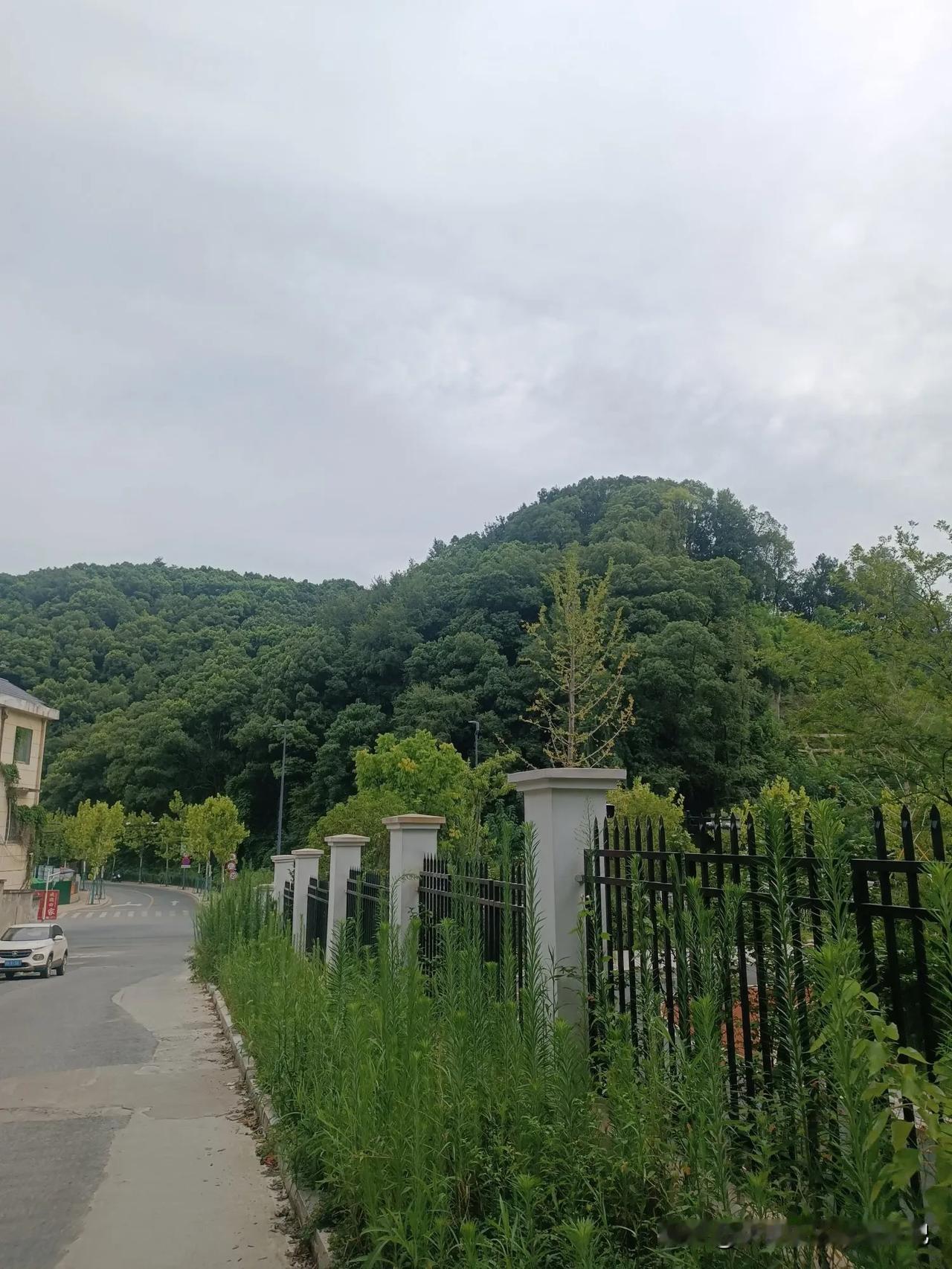 绿色满眼，风光无限好