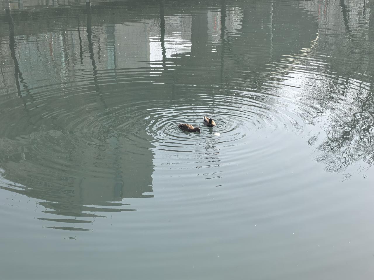 记录我的2026暖阳中，鸭子畅游于河内，一时竟然分不清是冬日还是春天