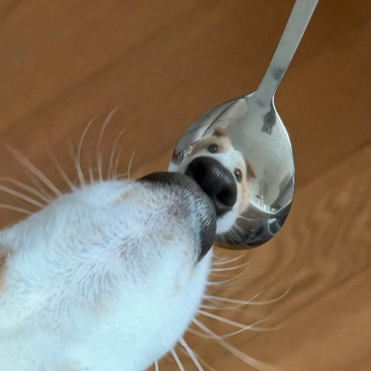🐶 