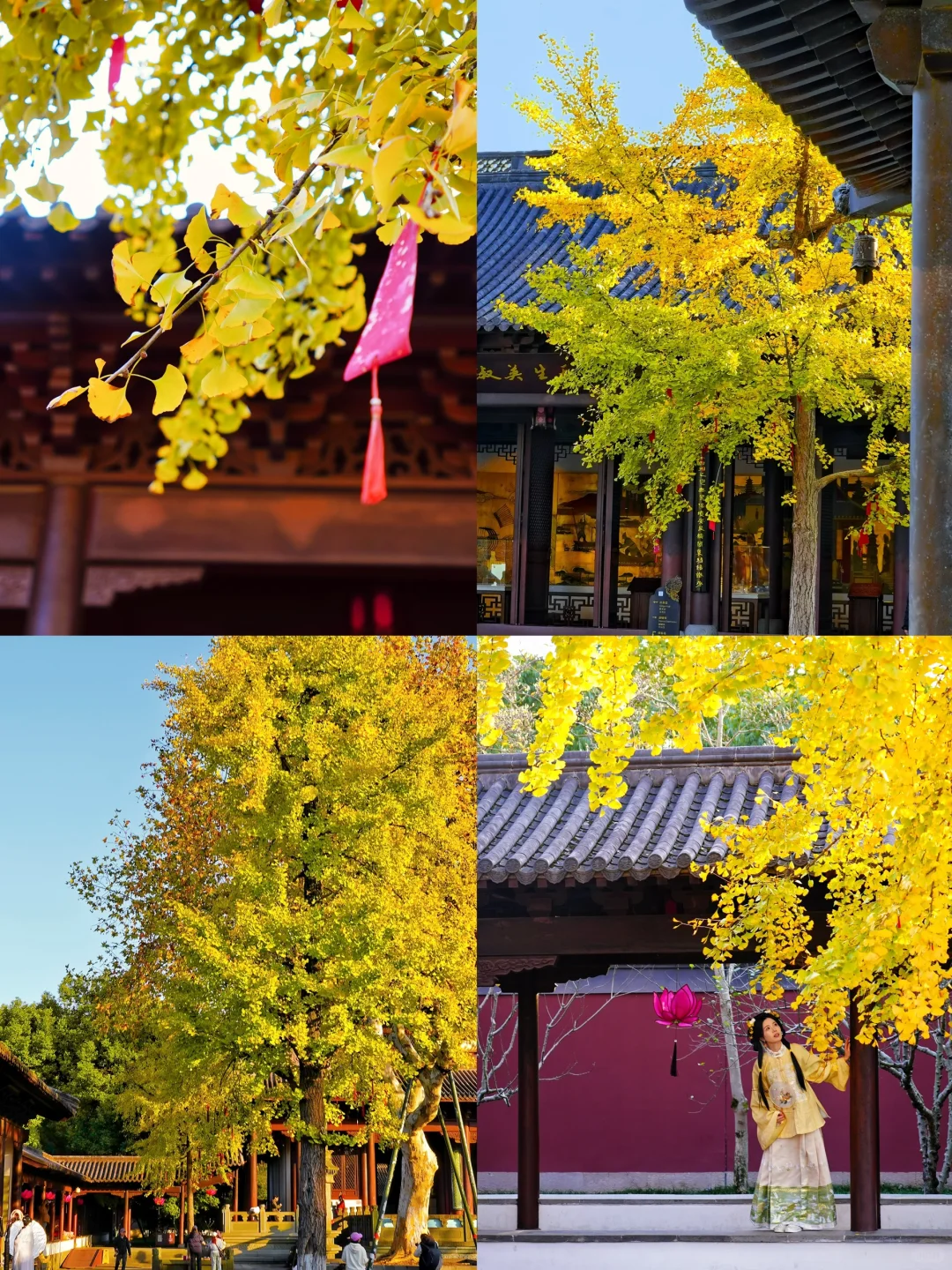 就在西湖边！钱王祠的银杏黄了！