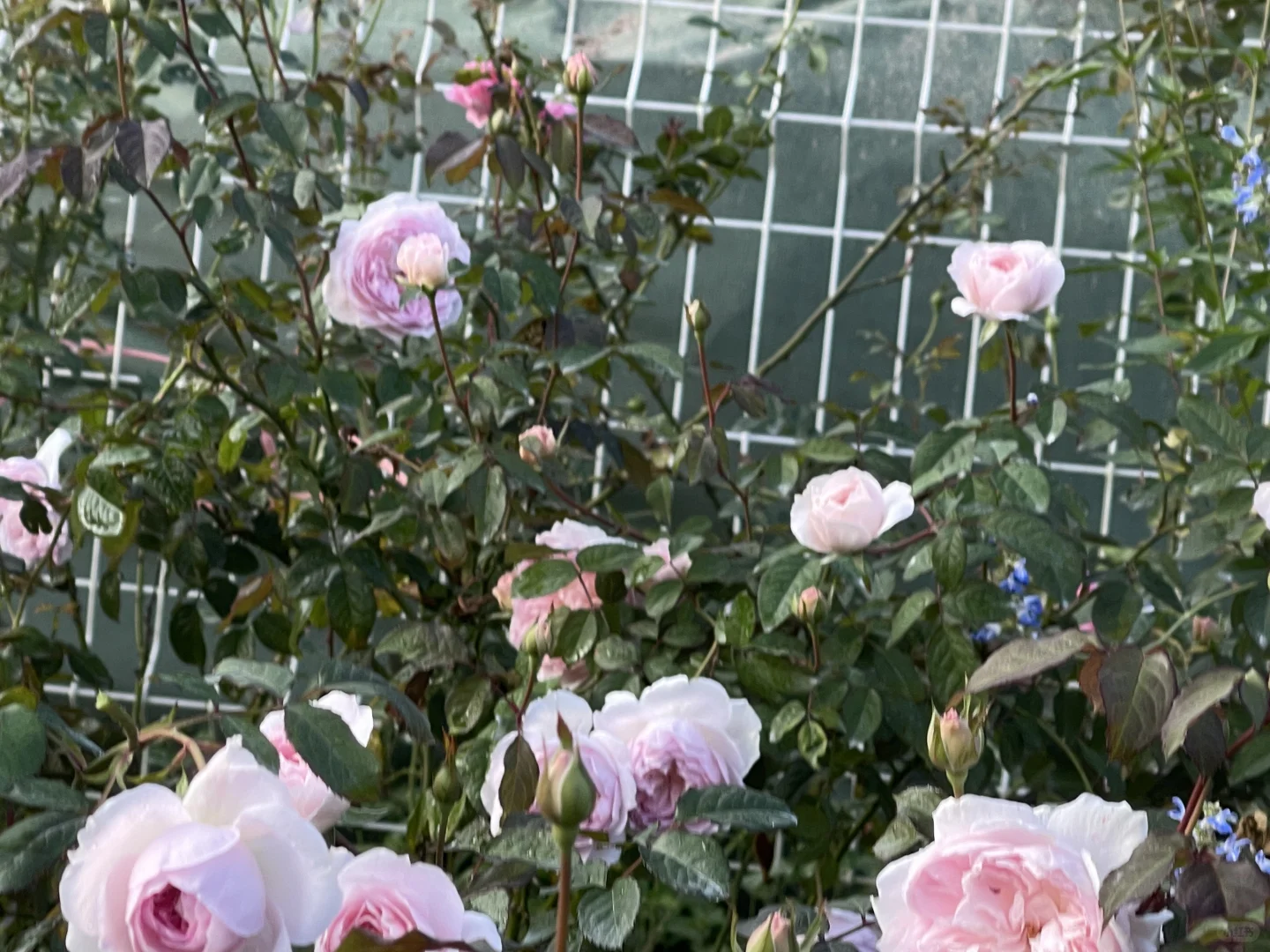 奥斯汀秋花