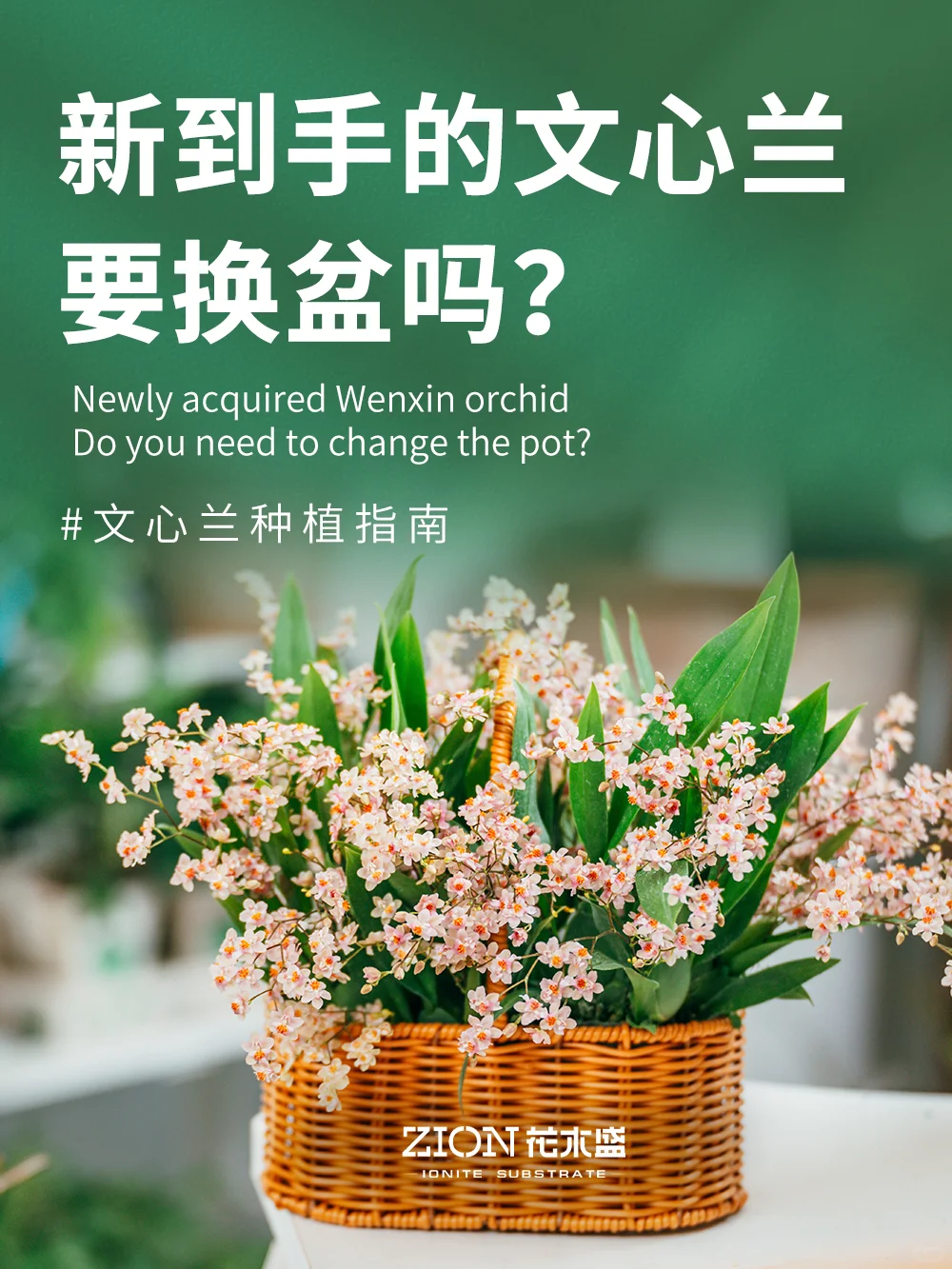 新收到的文心兰，要换盆吗？