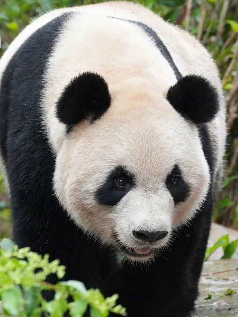 熊猫守护者 糯米团子熊猫在线打滚！啃竹、瘫坐、发呆，简单的快乐真让人羡慕～ 