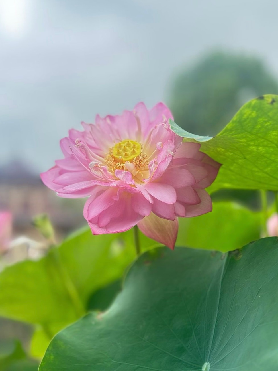 生活总是多元的呈现，耐得住锤炼，扛得起苦痛，乐观一些解读人生，很多现实的生存智慧
