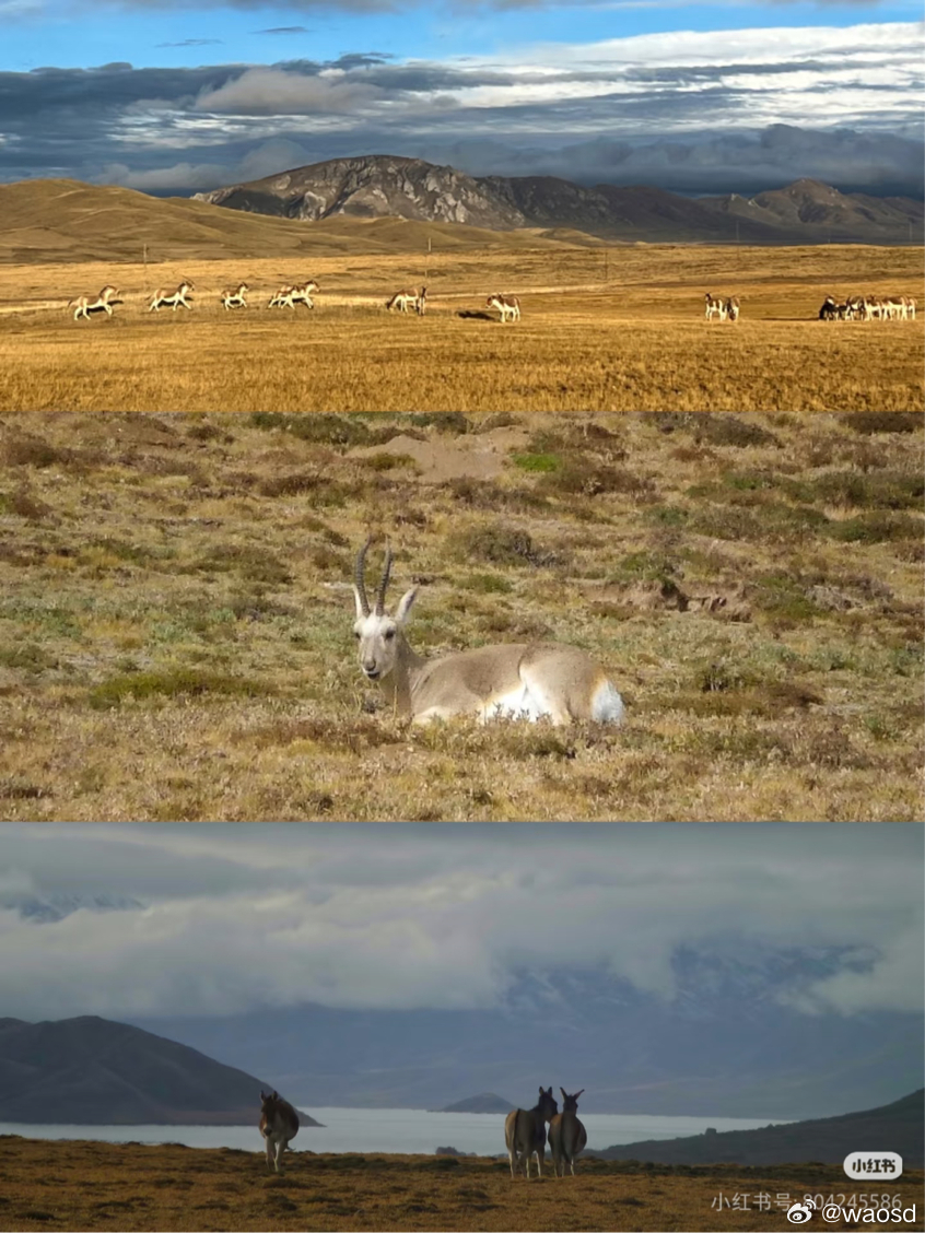 海拔5000米的它问你：可愿为我的家园停留片刻？海拔5000米，含氧量只有海平面