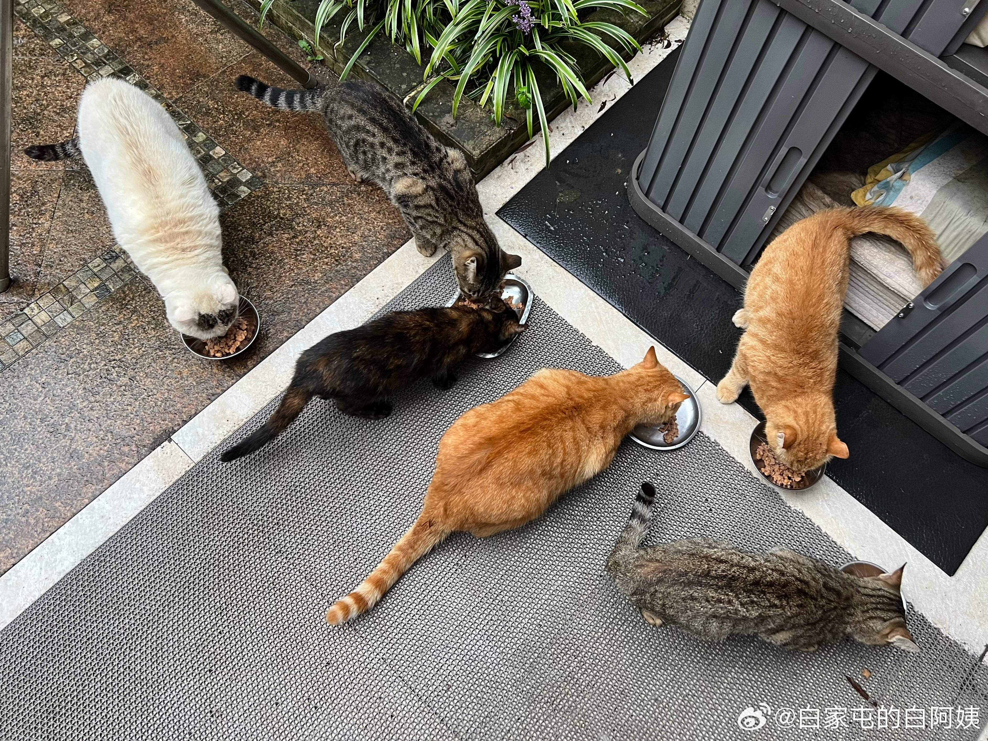 二毛籁和橘三，跟其他小猫已经不是一个size了… ​​​