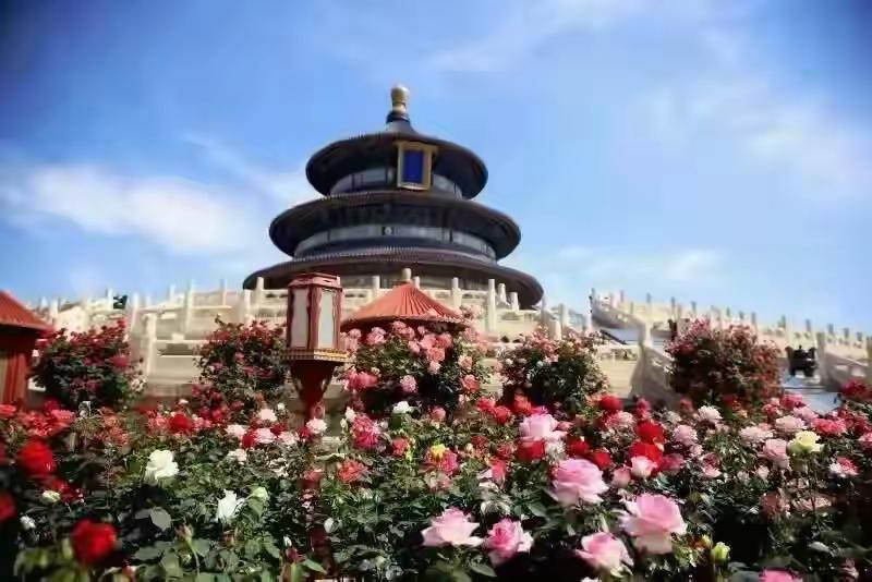 分享一下你随手拍下的照片五月的鲜花月季花～天坛祈年殿