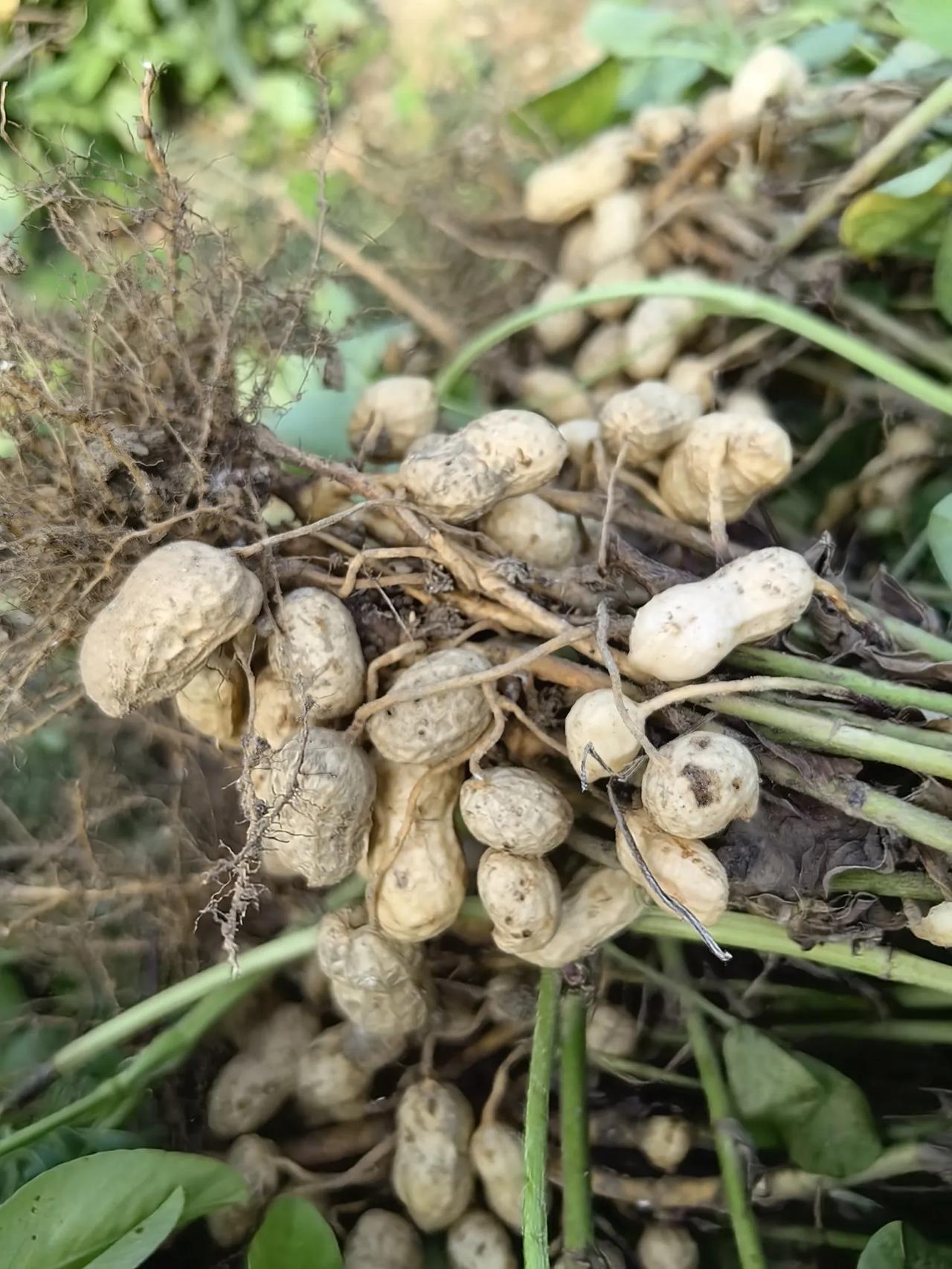 春天的时候，我在小菜园种了七八行花生。花生出了芽以后，我一共浇过两次水，锄过两次