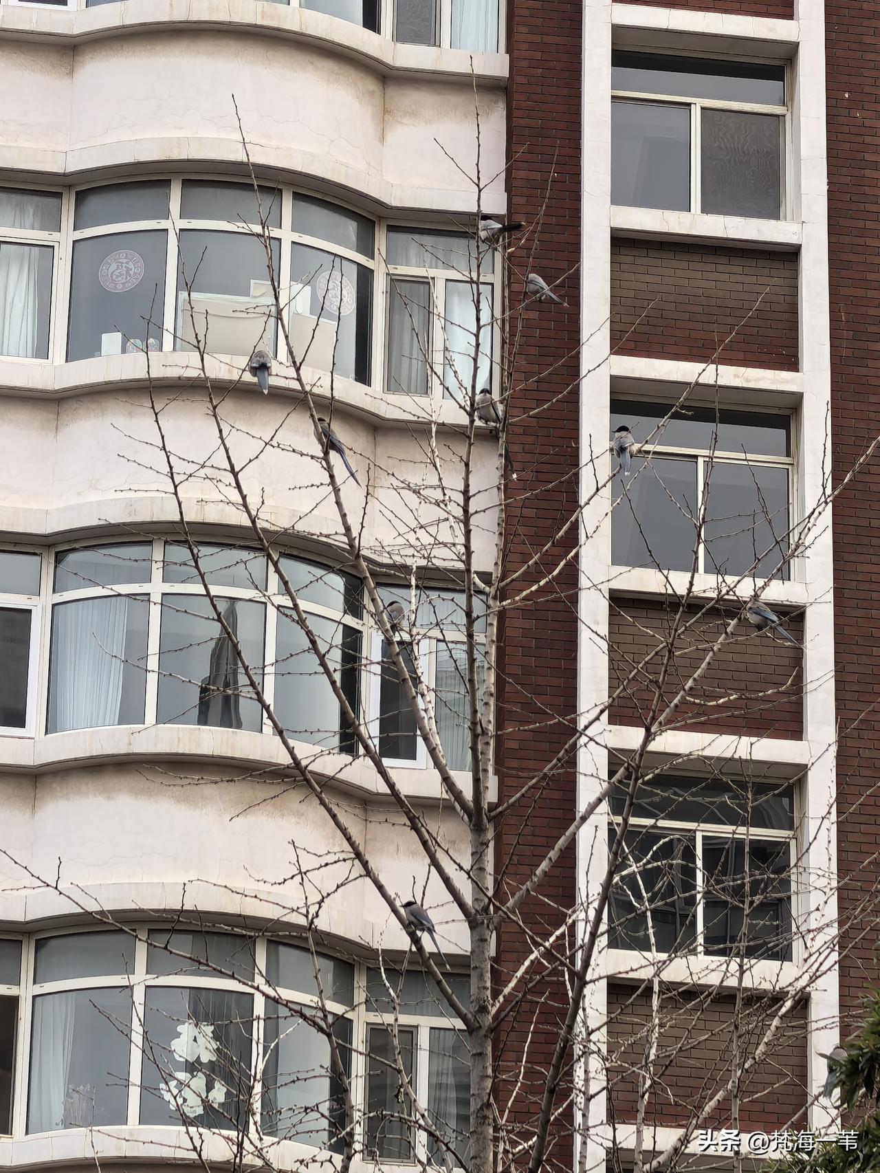 考考眼力：树上有几只鸟？