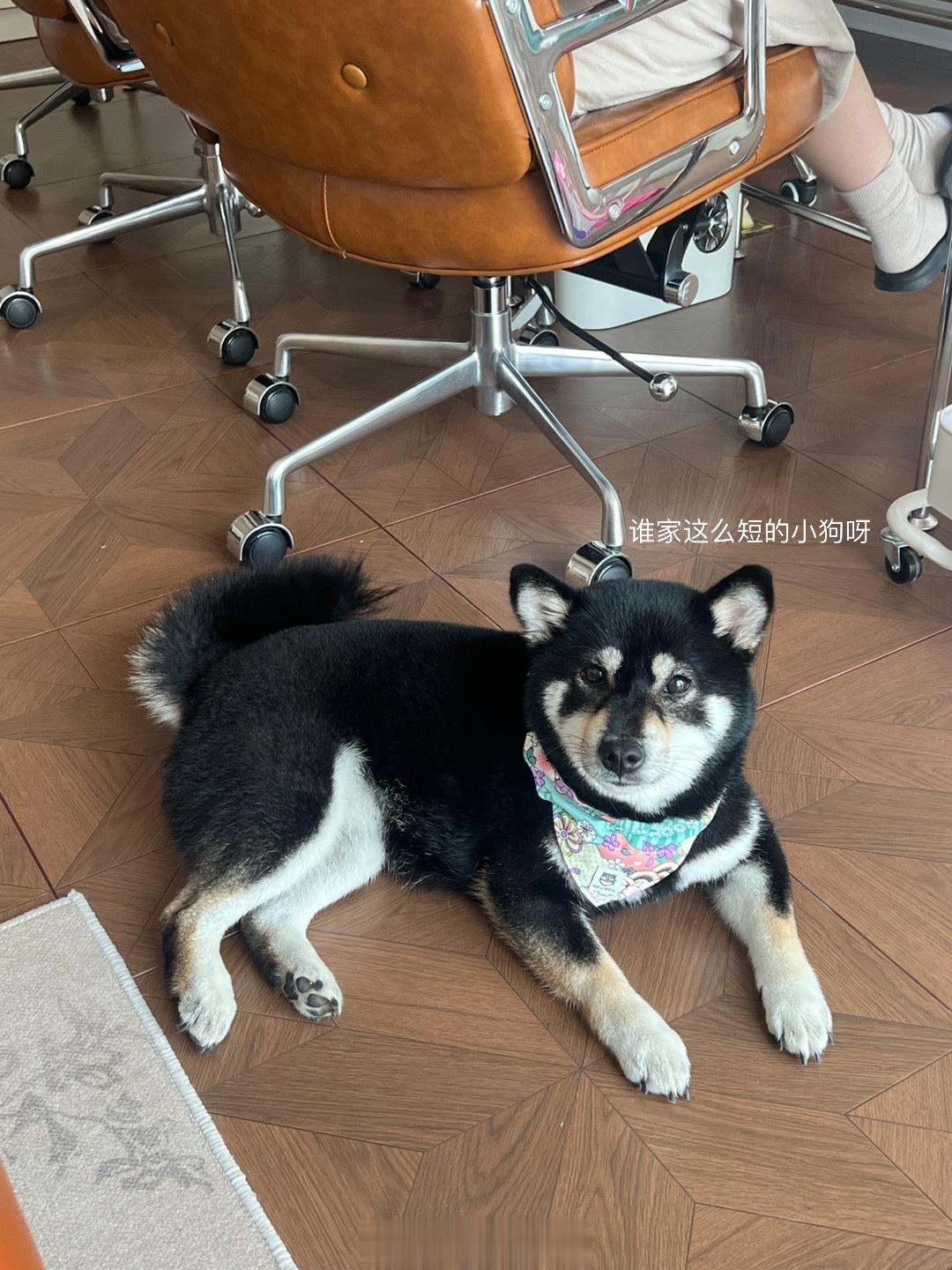 #maomao的小碎片# 🐶🍕📷 ​​​