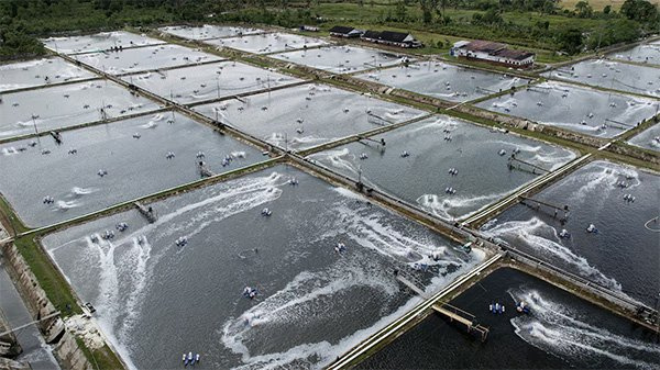 印度对华出口显著增长，正成为其应对美国高额关税压力的关键市场。去年末印度对华出口