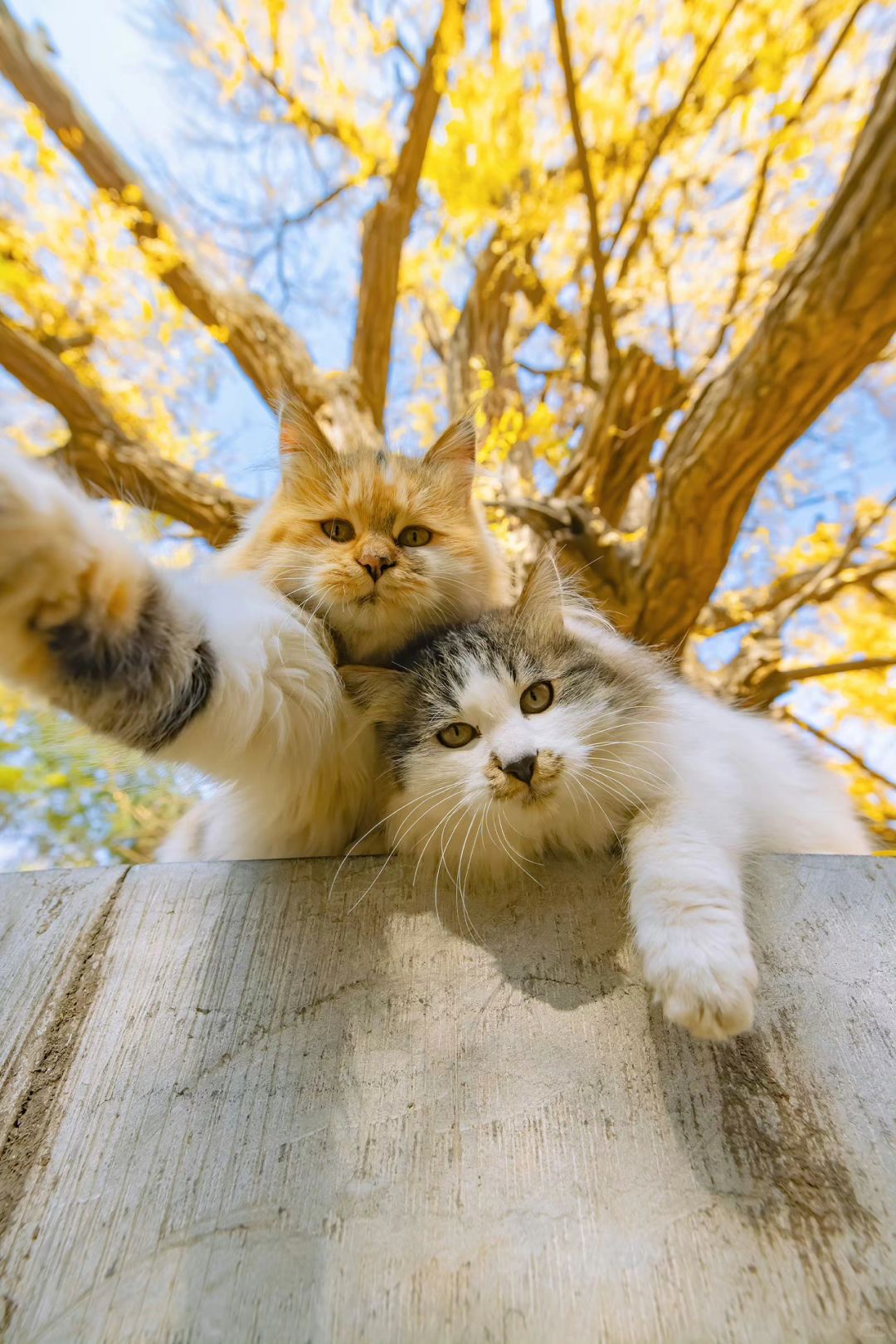 再也拍不出第二次的人生猫片（八）