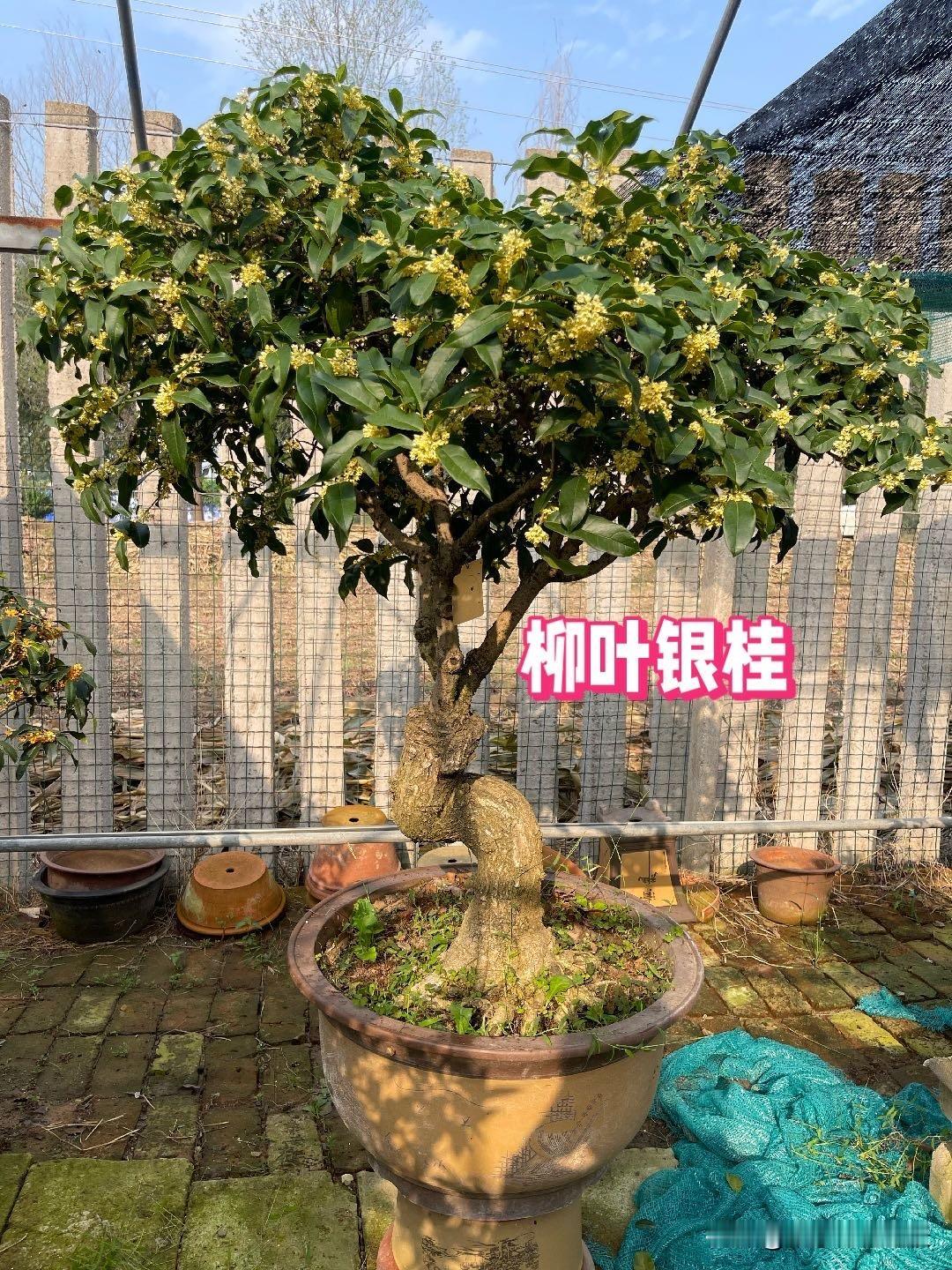为什么有的桂花树开的花不香这是品种的问题，金桂，银桂品种都属于浓香型品种，丹桂香