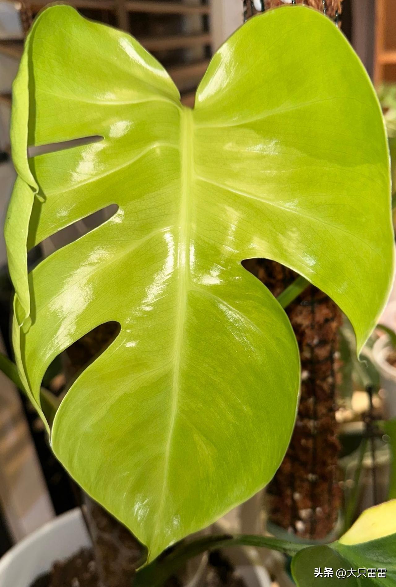 黄锦龟背竹有点神奇。
刚长出来的叶子是青色的，慢慢叶子就开始显色了。有锦部分的黄