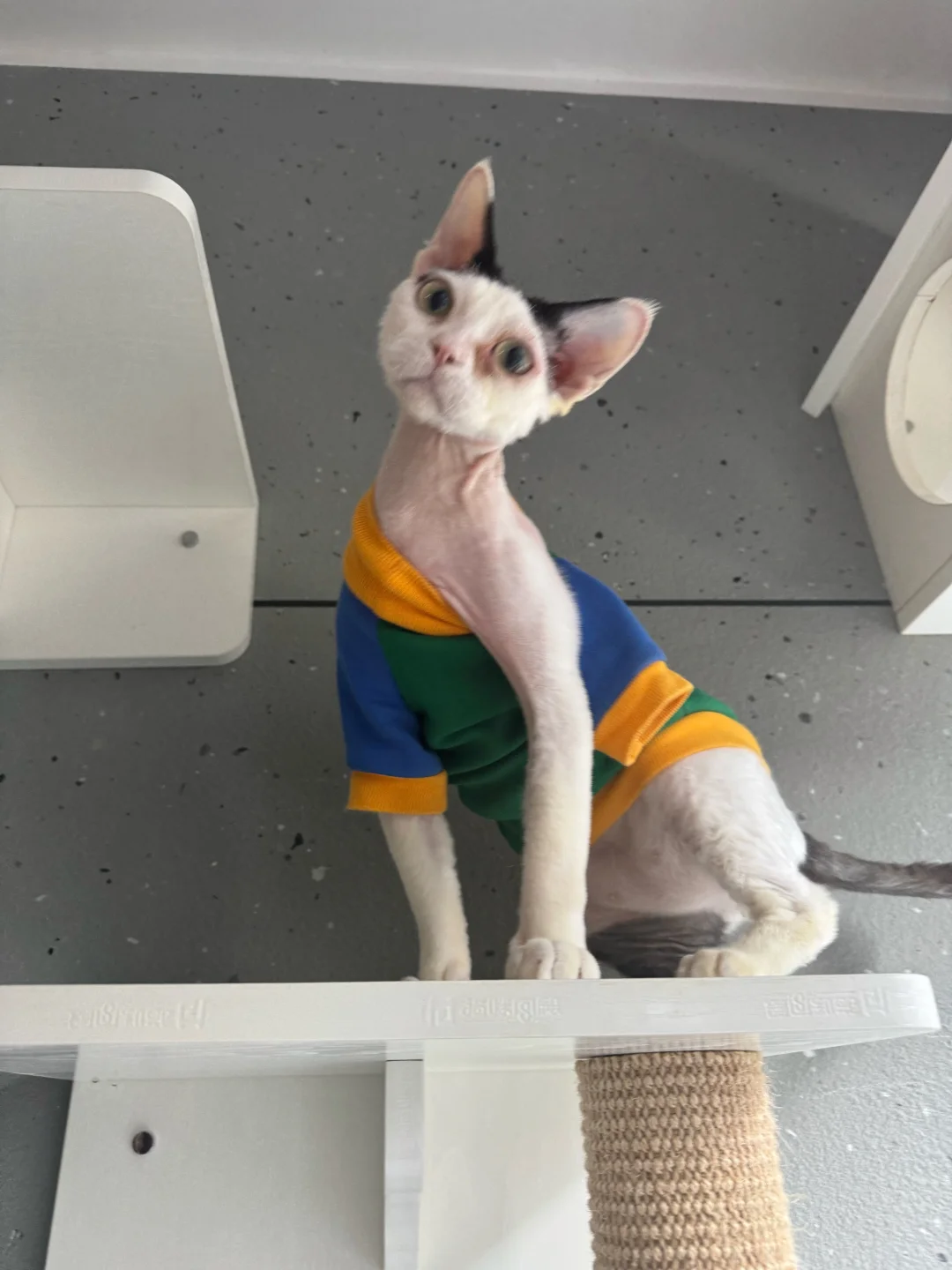 穿袈裟的猫，身材有点干瘦