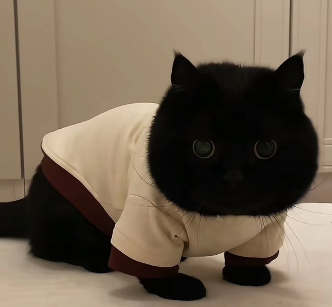 网友：给我家猫起个名字，不带黑字 