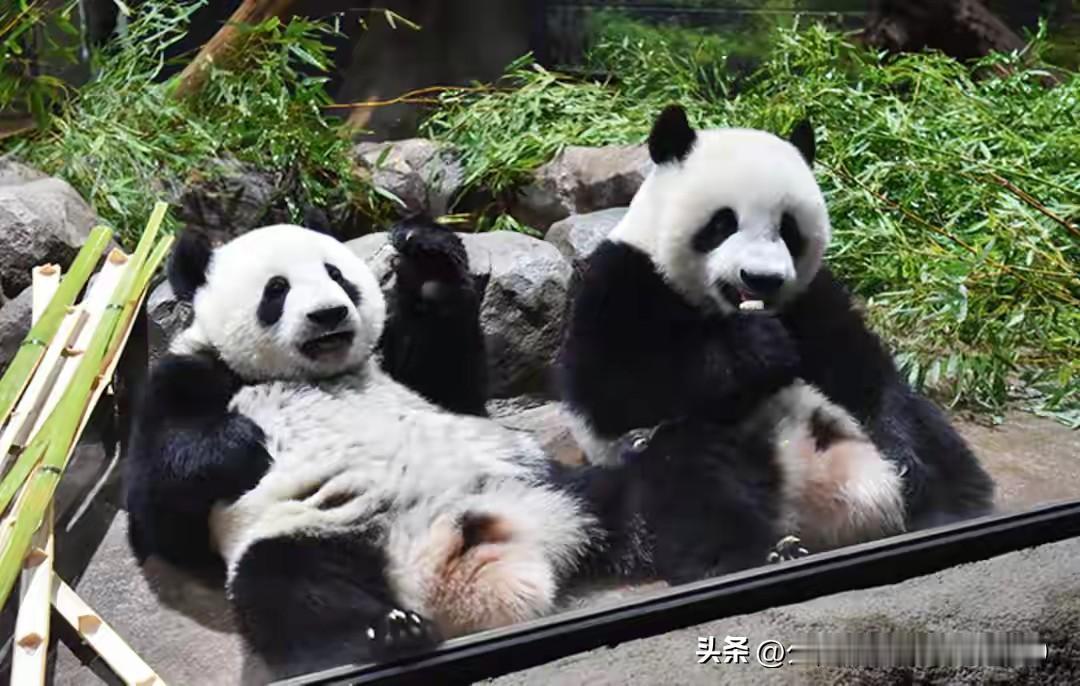 熊猫牵动两国心！中日韩联合声明截止日期临近，日本突提新要求引发热议，日媒密集报道