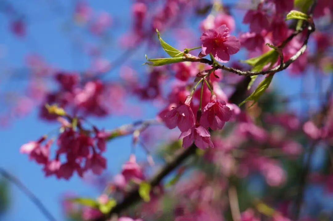 【福州鼓岭樱花  迎来打卡赏花期】

鼓岭山樱花逐渐进入盛放期，闲暇时光，上鼓岭